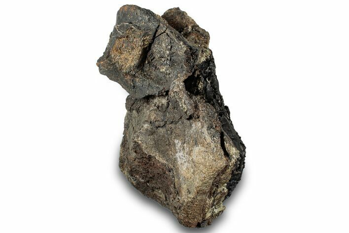 Bargain, Fossil Dinosaur Vertebra - Montana #316931
